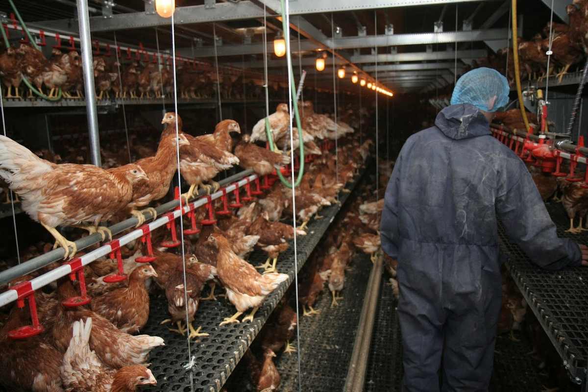 La fermeture des frontières frappe de plein fouet le secteur avicole dominicain