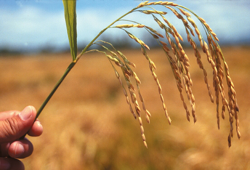 Vietnam veut apporter de l’aide au développement de la riziculture en Haïti
