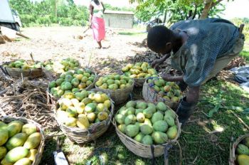 Haïti rejoint le Guatemala et le Mexique dans l’exportation de mangues vers les États-Unis