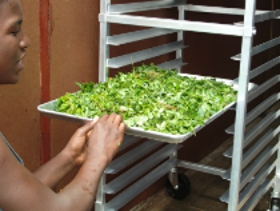 Cultivons et consommons le Benzolive / Moringa pour combattre la malnutrition