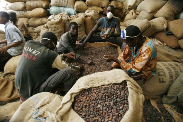 Du cacao de qualité et équitable au Nord d’Haïti