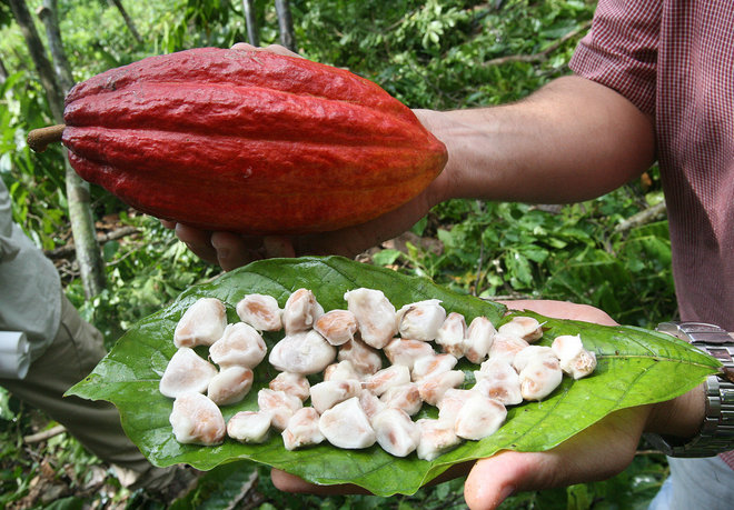 Des efforts pour renforcer la production du cacao dans le pays