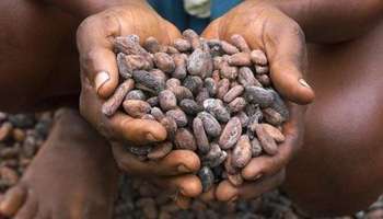 Le cacao haïtien est le meilleur du monde, selon “International Cocoa Awards”