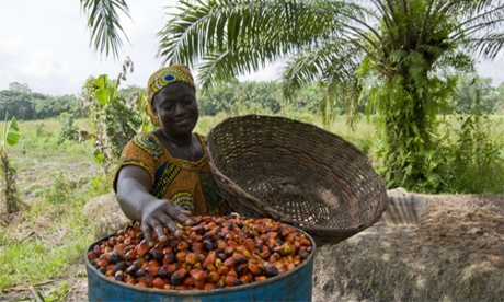 Haïti – Agriculture commerciale : 500 emplois permanents sont crées