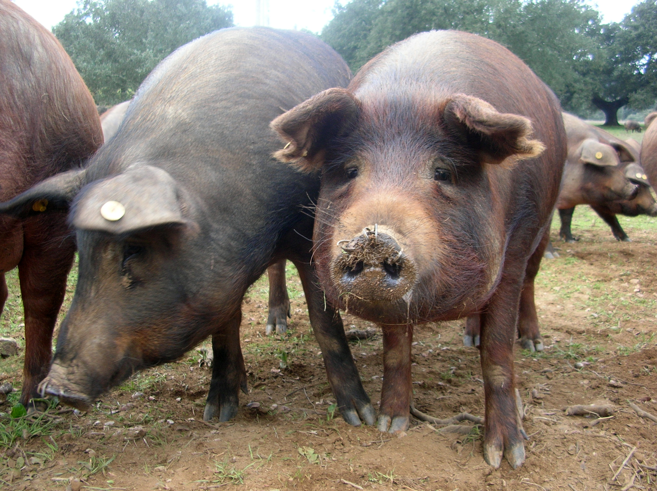 Diarrhée Épidémique Porcine : les autorités haïtiennes interdisent l’importation des porcs en provenance de plusieurs pays