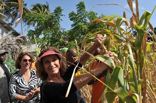 L’USAID et la BRANA célèbrent la moisson du sorgho à Thomazeau