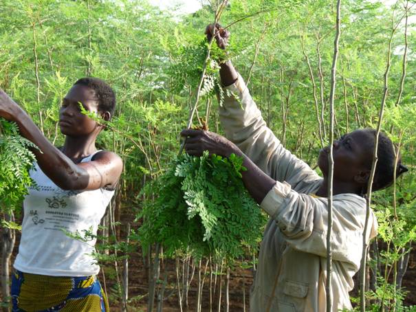 Le Moringa a été élu par la FAO “Culture traditionnelle du mois” de septembre !