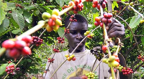 Haïti – Agriculture : Plan de développement de la filière café (2015-2025)