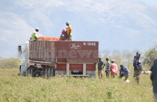 Grâce à l’ANAPAAAH, Haïti exporte des tonnes de tomates vers la République dominicaine