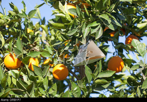 California Orange Tree with Med Fly trap