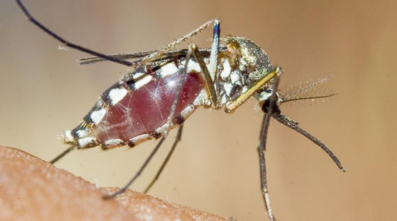 La fièvre Zika n’a pas encore été détectée en Haïti selon le MSPP
