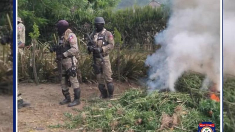 4 champs de plantation de marijuana détruits par la police à Quartier Morin