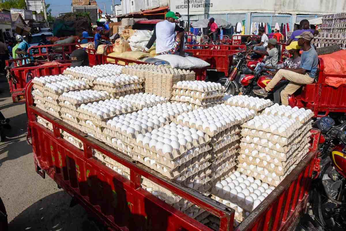 Les commerçants d’œufs dominicains craignent la faillite…